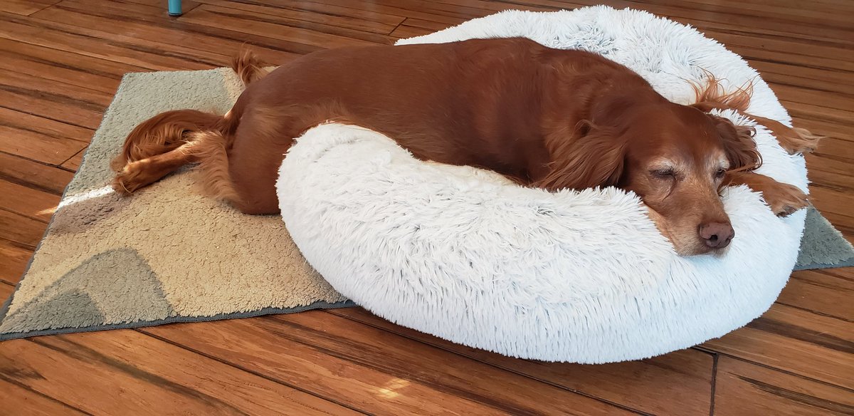 ShaneBridger4's tweet photo. @Ozone72 @irish_setters @WeLoveDogsUSA @waycooldogs Too tired to get completely on the bed! https://t.co/H6OTM0nw87
