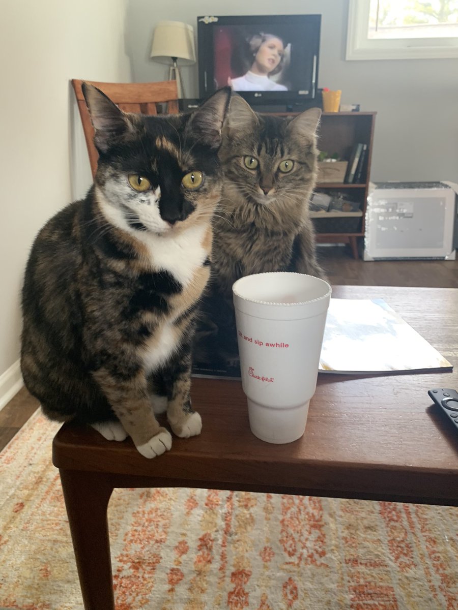 Not_my_circus's tweet photo. Hey @MythicalChef and @NHendizadeh any suggestions on what to do with approximately 10lbs of carrots? Asking for friends. Who are my cats and are about to kill me. They do not like boiled carrots as treats.

No I don’t wanna talk about why I have 10lbs of carrots. https://t.co/6jtSXz8kYc