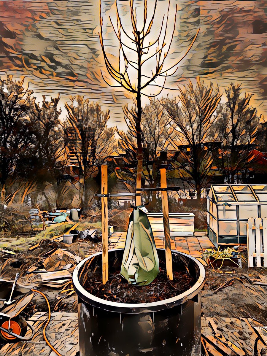 ArchesLocal's tweet photo. #BigLocal #Community #allotmentlove #Medway #Treetopia https://t.co/wByxdMEErR