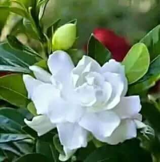 AmarPranerBD's tweet photo. শুভ রাত্রি বন্ধুরা https://t.co/51zv847p36