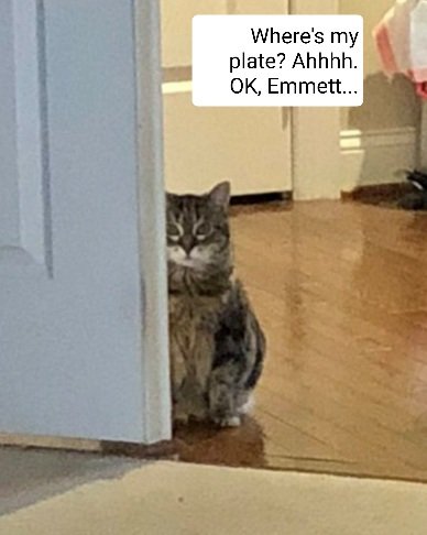 BlueStateVote's tweet photo. @emmettdoog Not talking, either. Just walk away. 😄 But, C-A-T knows. Just sayin'. https://t.co/1yUqgc13k2