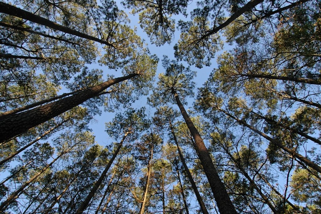TXForestService's tweet photo. Happy International Day of Forests! Did you know there are 63 million forested acres in Texas? 🌲🌳 #IntlForestDay https://t.co/PUOwpDccK4