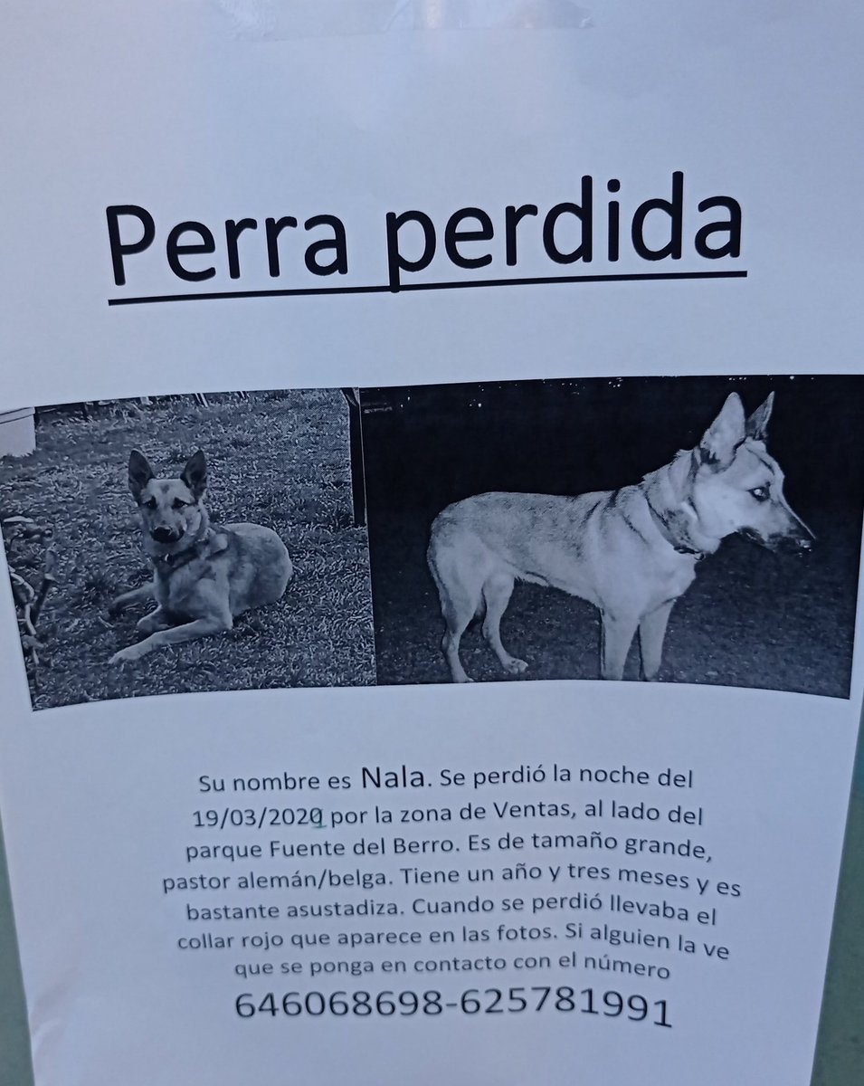 ranoflautica's tweet photo. Me seguís cuatro gatos pero es el perrete de una amiga y oye por si acaso. https://t.co/p8GbiziI8i