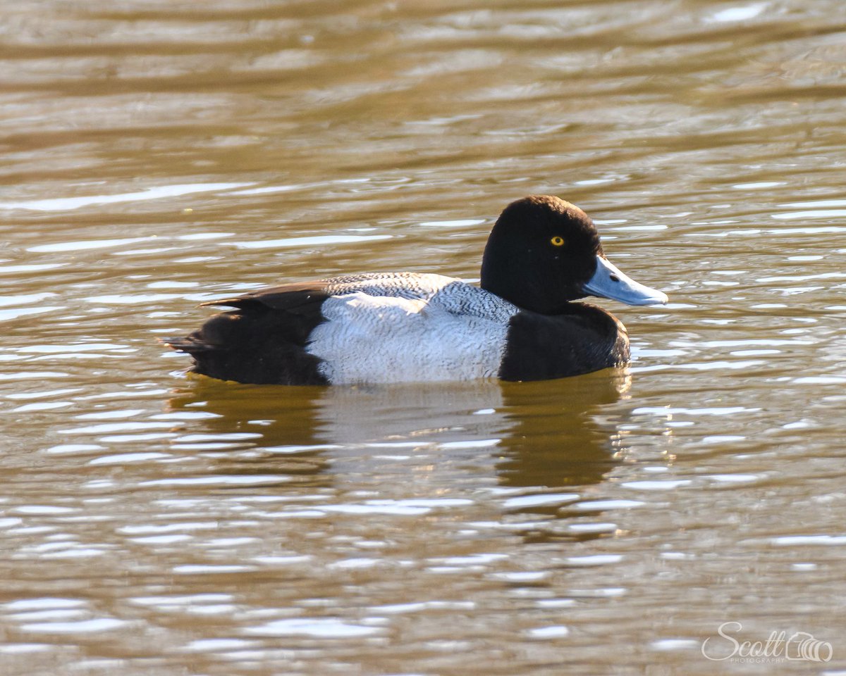scottphoto_va's tweet photo. This #lesserscaup was spotted in a local pond, hanging by himself! #birds #waterfowl #scaup #birdwatching #duck #nature #duckhunting #birdsofinstagram #wildlife #wildlifephotography #birdphotography #birdstagram #ducksofinstagram #bird #naturephotography #bluebill https://t.co/F5MxxssVOx