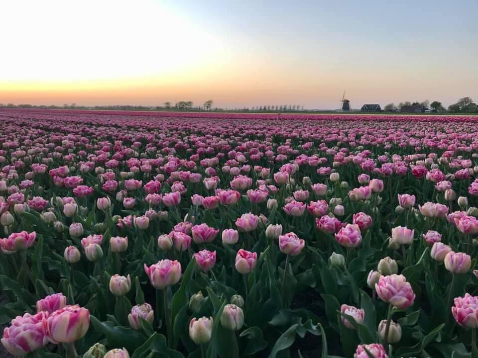 Lente! Daarom hebben wij mooie aanbiedingen in onze (web)shop. O.a. een Tulpenwandeling door Middenbeemster en Purmerend, en een vernieuwd fiets en genietpakket voor een speciale prijs. Het Bezoekerscentrum is in het Paasweekend open vr. tot ma. van half elf tot half een.