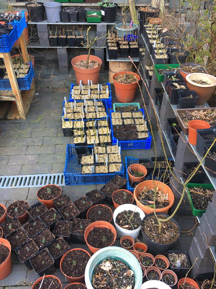 @leeinthelakes @WildHaweswater @WildLakeland @JFDIecologist @nwrpi It’s a great feeling when the growing starts again. Globeflower doing best here and 100s montane willow cuttings now potted.
