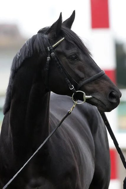 世界で最も美しいと言われる馬 フリージアン ホース