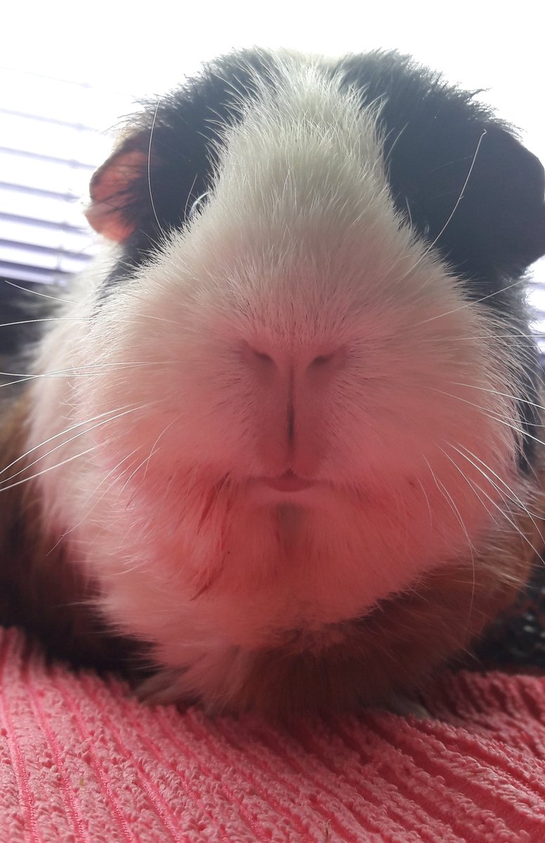 KuddelUndMuddel's tweet photo. This is Apollo's adorable #piggynose coming closer & closer to you 😍
#Schnutenliebe #cobayas #cuycuy
#meerschweinchen #cavy #cavies #cavylover #Wutzen #meeri #cavycuteness #guienapig #Schweinchenliebe #meerilove #モルモット #muig #cochondinde #piggycuteness #swinkamorska https://t.co/YyRFp1qGUZ