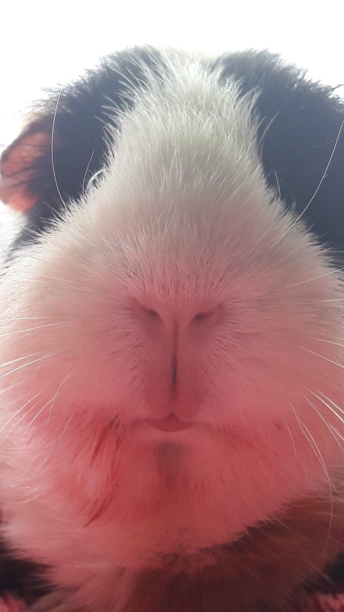 KuddelUndMuddel's tweet photo. This is Apollo's adorable #piggynose coming closer & closer to you 😍
#Schnutenliebe #cobayas #cuycuy
#meerschweinchen #cavy #cavies #cavylover #Wutzen #meeri #cavycuteness #guienapig #Schweinchenliebe #meerilove #モルモット #muig #cochondinde #piggycuteness #swinkamorska https://t.co/YyRFp1qGUZ