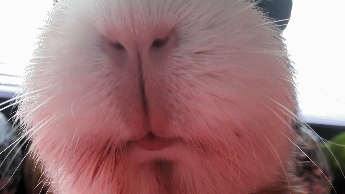 KuddelUndMuddel's tweet photo. This is Apollo's adorable #piggynose coming closer & closer to you 😍
#Schnutenliebe #cobayas #cuycuy
#meerschweinchen #cavy #cavies #cavylover #Wutzen #meeri #cavycuteness #guienapig #Schweinchenliebe #meerilove #モルモット #muig #cochondinde #piggycuteness #swinkamorska https://t.co/YyRFp1qGUZ