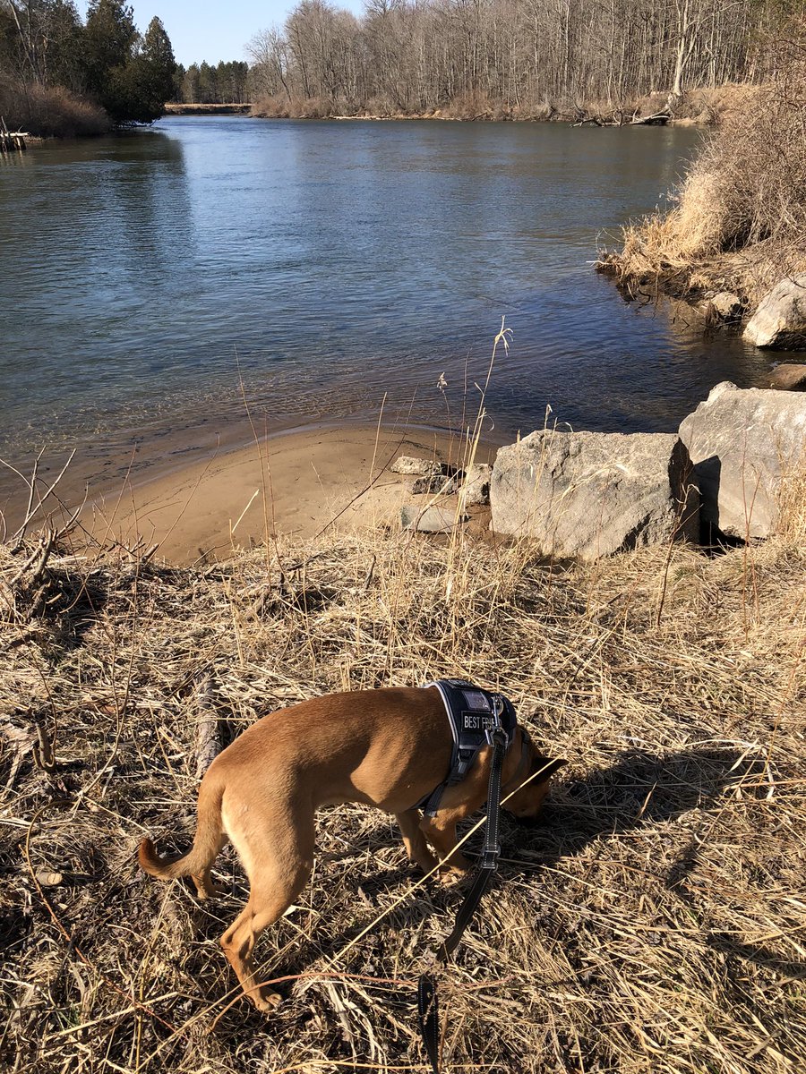CowboyCodyJack's tweet photo. “... and a river runs through it.”
#ausableriver
#oscodami https://t.co/PpePayxdxs