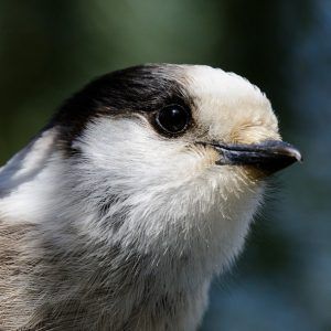 Birds are back and so am I! New Books Unpacked on writing the lives of others buff.ly/3s8Elrn