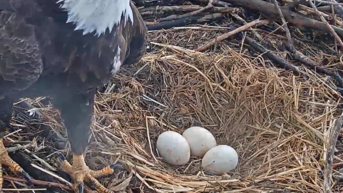 EthoEnvi's tweet photo. We're on #HatchWatch with the #Redding Bald Eagles. 

https://t.co/68PpTHej3w https://t.co/qEYchgO4Xs