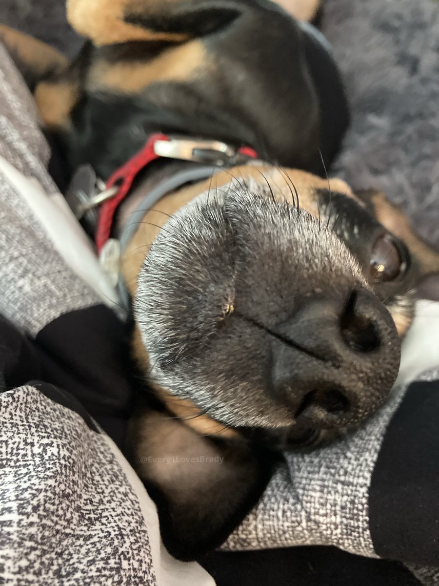 Every1LuvsBrady's tweet photo. We hope your weekend is as relaxing as Mr. T’s 
.
.
.
.
#MrT #Every1LovesBrady #dogs #dogsofinstagram #rescuedog #adoptdontshop #minipinmix #twinpins #cutedog #happydog #ilovedogs #dogears #sleepydog #tireddog #dogtired #MrTPup #Every1LuvsBrady #dogsoftwitter https://t.co/t9bUwOU3Ha