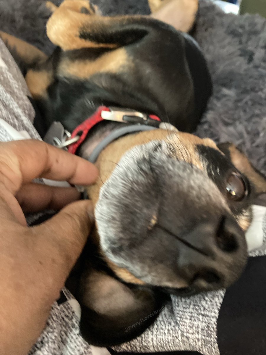 Every1LuvsBrady's tweet photo. We hope your weekend is as relaxing as Mr. T’s 
.
.
.
.
#MrT #Every1LovesBrady #dogs #dogsofinstagram #rescuedog #adoptdontshop #minipinmix #twinpins #cutedog #happydog #ilovedogs #dogears #sleepydog #tireddog #dogtired #MrTPup #Every1LuvsBrady #dogsoftwitter https://t.co/t9bUwOU3Ha