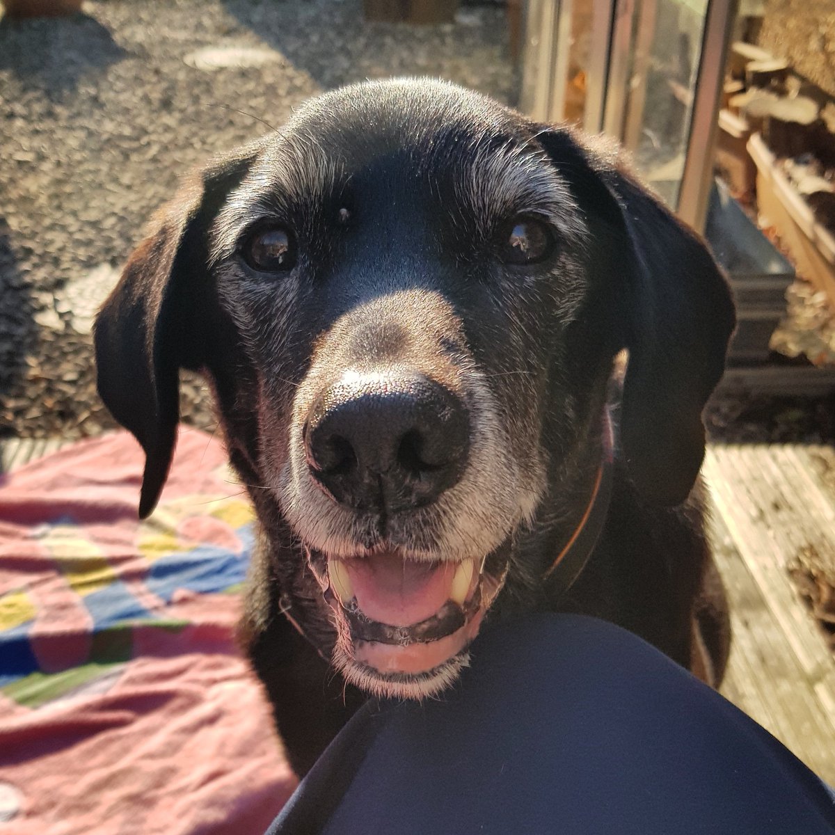 munkey4213's tweet photo. "Sun's out, gums out" #springsunshine☀️ #seniordogsrule ##blacklabrador ##furbabyforlife🐶💕 https://t.co/Lmplo9zH5N
