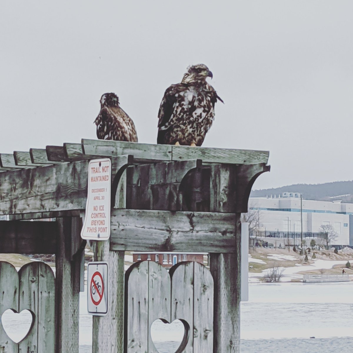 CSanyer's tweet photo. Young eagles at #QuidiVidi this week https://t.co/kgwey5aqeW