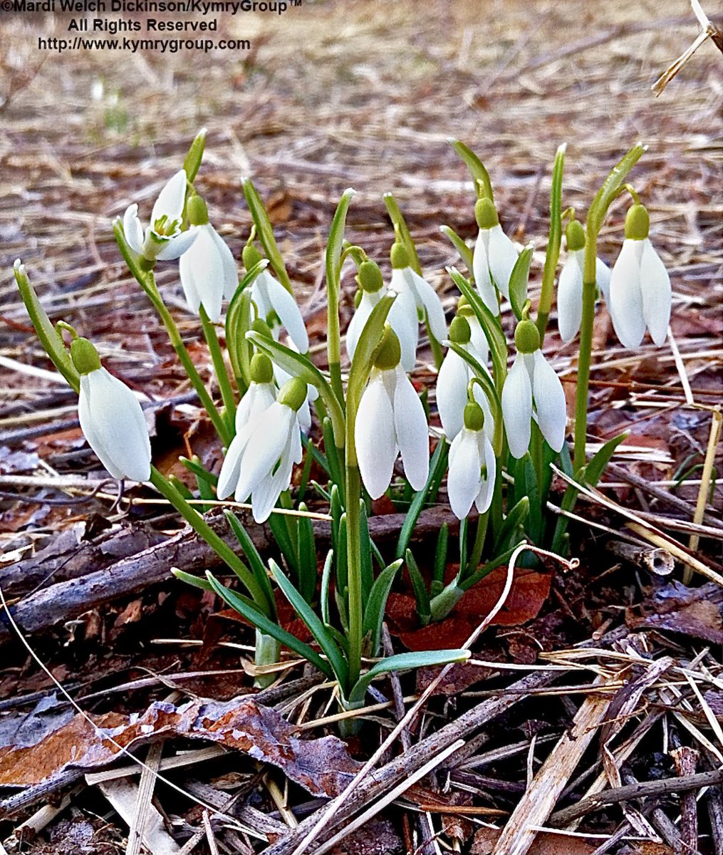 BirdCallsRadio's tweet photo. Our team at BirdCallsRadio would like to wish you a very happy First Day of Spring! Photo by ยฉMardi Welch Dickinson/@KymryGroup #FirstDayOfSpring #FirstDayOfSpring2021 https://t.co/YilZ4OGEBg https://t.co/SzH3oNJSSD