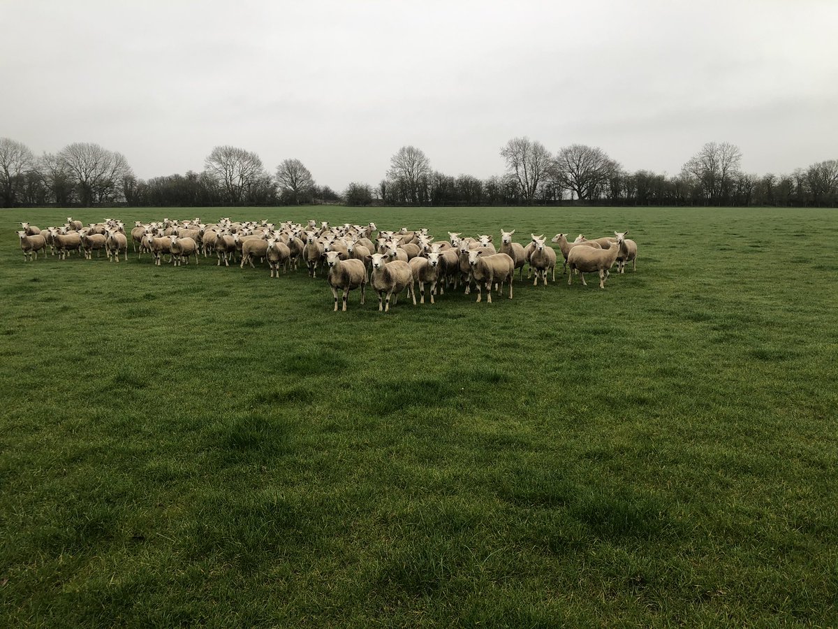 Ewes settling in to there lambing paddocks. Set stocked at 5/acre. Great condition wintered inside on silage, shorn in jan. 2 weeks to go 🤞🏼