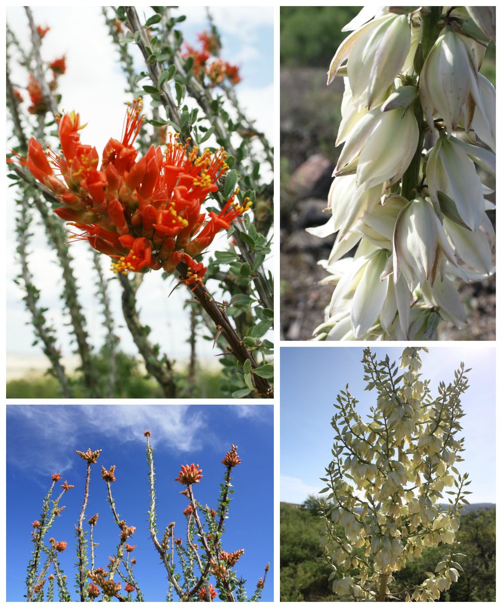 VerdeCanyonRail's tweet photo. #SundaySenses: the senses of springtime fill the Verde Canyon with fresh renewal, baby animals, desert blooms both delicate and hardy, and sweet scents and sunshine of the season. #SpringBreak #SpringInAZ #VisitAZ https://t.co/OZlcxDmlTv https://t.co/O4B4FPpJqF