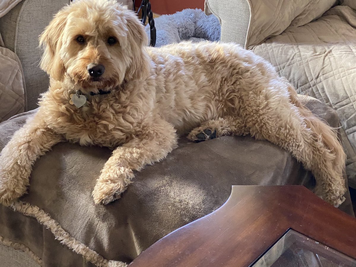 DelawareDoodle's tweet photo. It is #SundayMorningOverEasy at our house today!
#GoldenDoodlesOfTwitter #MiniDoodleofTwitter
#DogsOfTwitter
#DelawareDoodle
#TeddyLou #PowerPaws https://t.co/IsxK9vpXJD
