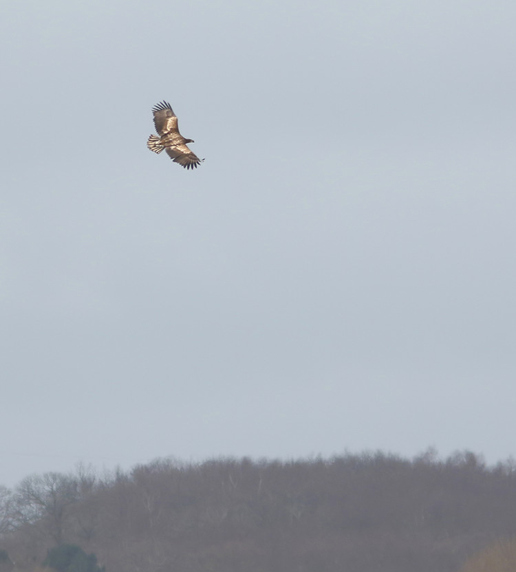 MarcHeathym007's tweet photo. WHITE TAILED EAGLE this morning at Stodmarsh. A lifer for me. The moment was every bit as special as I hoped it would be. @RareBirdAlertUK @BirdGuides @Britnatureguide @NatureUK @KentWildlife @KentishPlover @BBCSpringwatch https://t.co/Wh52aE2jYy