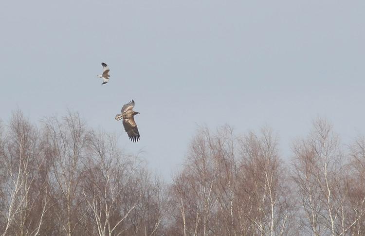 MarcHeathym007's tweet photo. WHITE TAILED EAGLE this morning at Stodmarsh. A lifer for me. The moment was every bit as special as I hoped it would be. @RareBirdAlertUK @BirdGuides @Britnatureguide @NatureUK @KentWildlife @KentishPlover @BBCSpringwatch https://t.co/Wh52aE2jYy