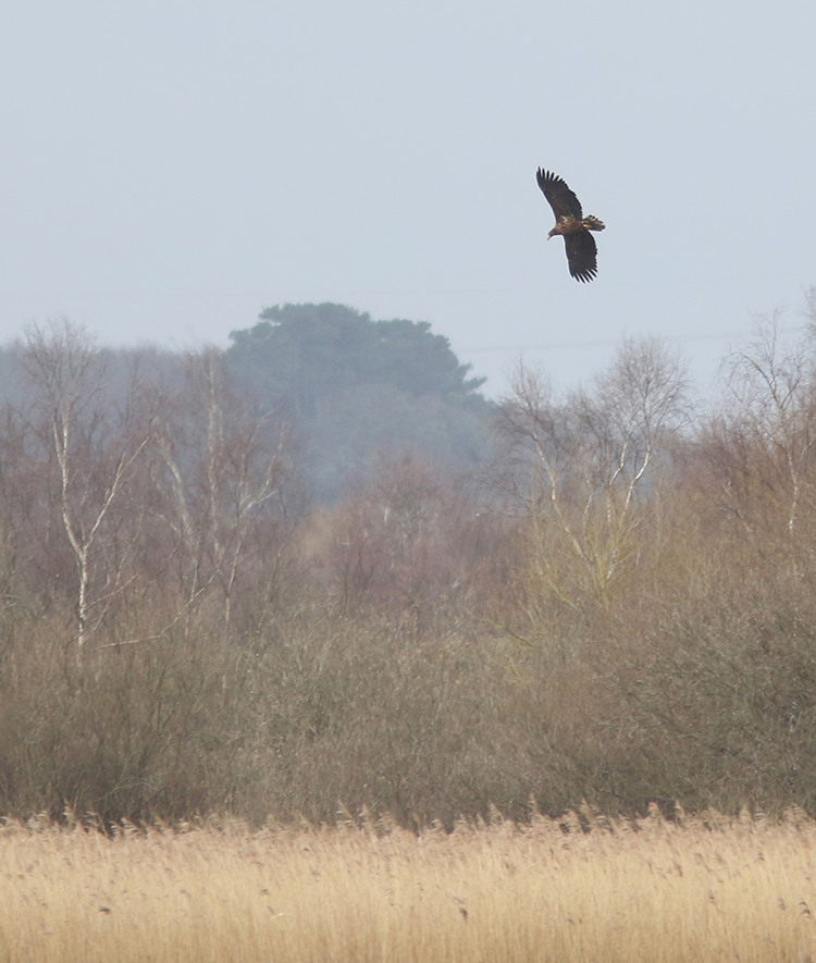 MarcHeathym007's tweet photo. WHITE TAILED EAGLE this morning at Stodmarsh. A lifer for me. The moment was every bit as special as I hoped it would be. @RareBirdAlertUK @BirdGuides @Britnatureguide @NatureUK @KentWildlife @KentishPlover @BBCSpringwatch https://t.co/Wh52aE2jYy