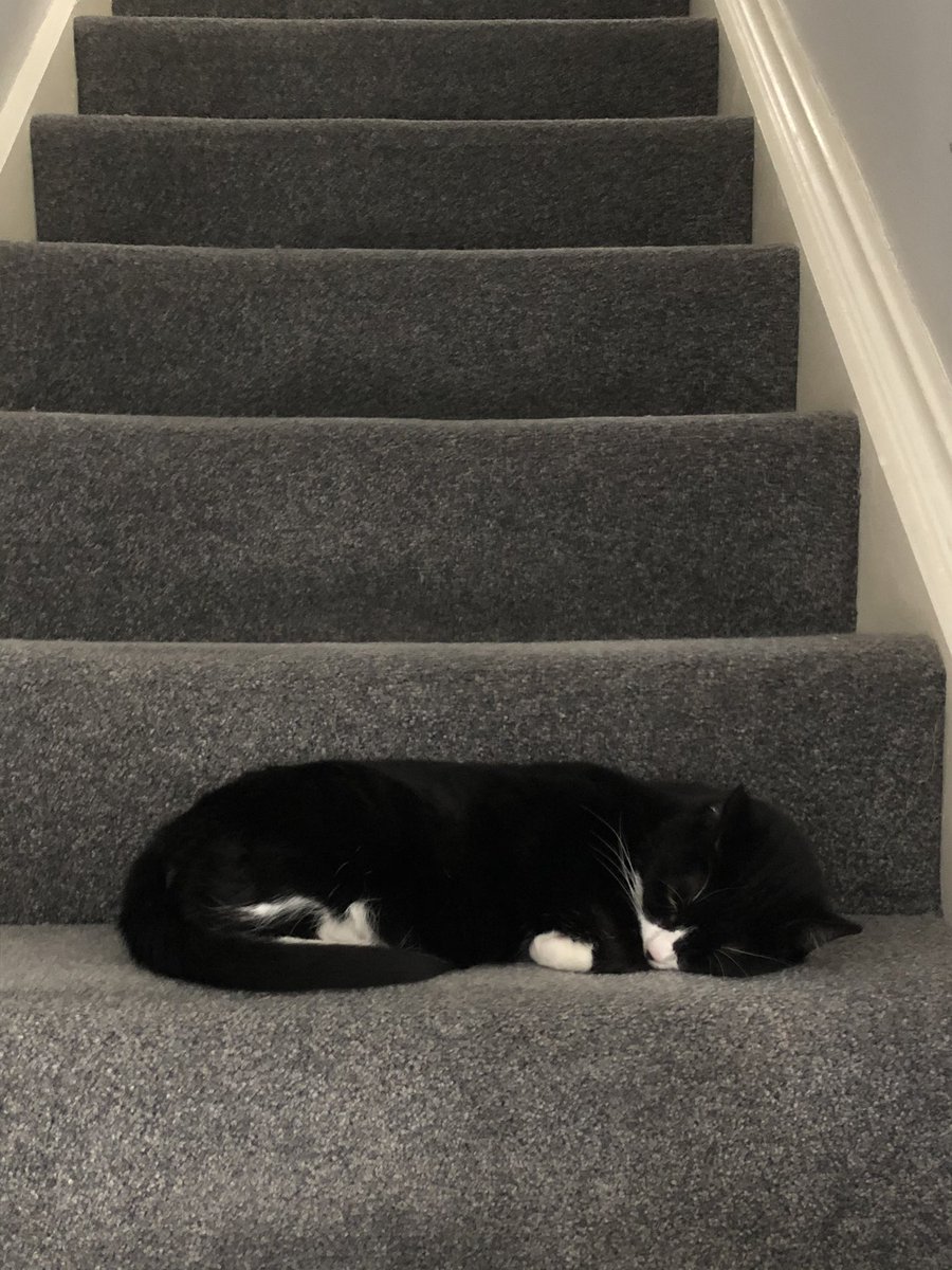 BagelandMuffin1's tweet photo. Halfway down the stairs is a stair where I sit! There isn’t any other stair quite like it! I’m not at the bottom, I’m not at the top. So this is the stair where I always stop! #muffin #CatsOfTwitter #cats #muppets #robinthefrog #themuppetshow https://t.co/o1JpNA2byx
