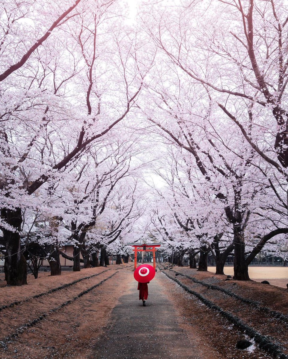 AestheticsJapan's tweet photo. Ibaraki Prefecture | 📸: @yako_FLPR3 https://t.co/zGiBsOOCK4