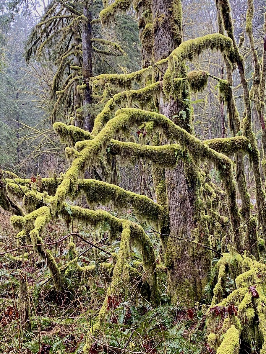 TuesdayNghtWine's tweet image. Miserable rainy day led to coffee and a drive. We live close to some amazing forests. #firstdayofspring #beautifulbritishcolumbia #rainydaydrive #rainydayforest #saturdaydrive #goldenearsparkbc