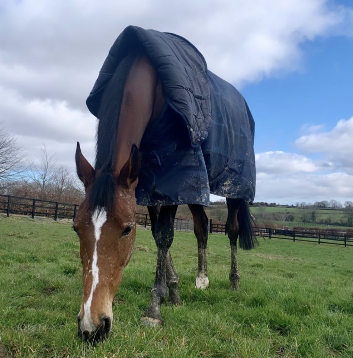 nolan_racing's tweet photo. Mrs Milner enjoying a pick of grass this morning in the southeast sunshine 🙌 https://t.co/MpYXguSZ3P