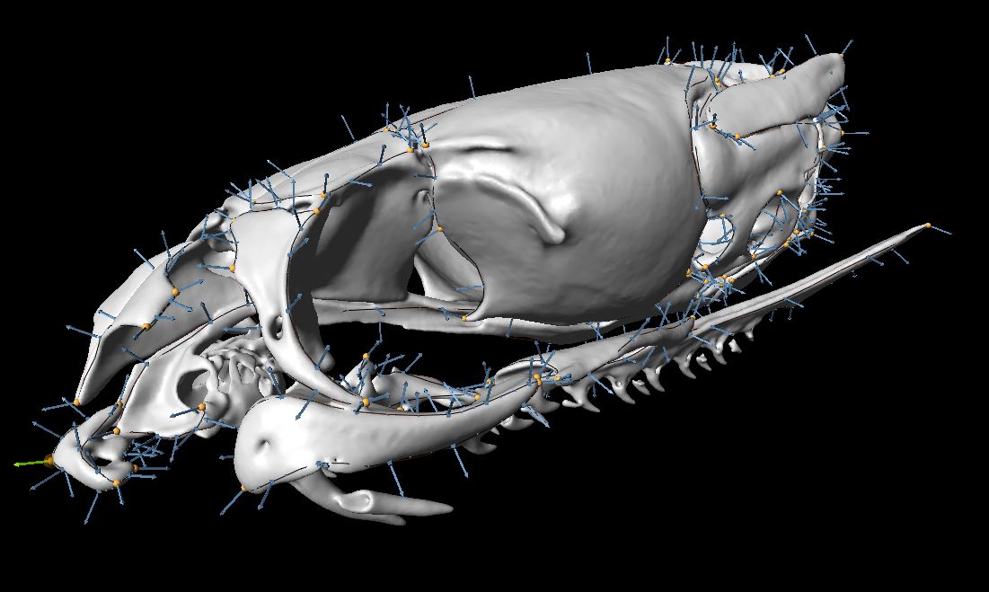 JJacobs228's tweet photo. Landmarking with @StratovanCorp Checkpoint and listening to Fatboy Slim

Live now: https://t.co/1Tz88pvUa6

@TwitchSIE #LetsGrowStreamers #sciencetwitter #biology #herpetology #skulls #sneks #snakes #twitchstreamer https://t.co/j6phN4kv8h