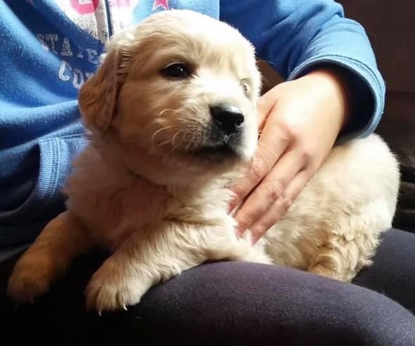 RetrieverBarney's tweet photo. Another one that’s been shared over and over again on Twitter, but mum loves it so here it is again #LittleBarney #dogsoftwitter https://t.co/aqmxRC2Yyu
