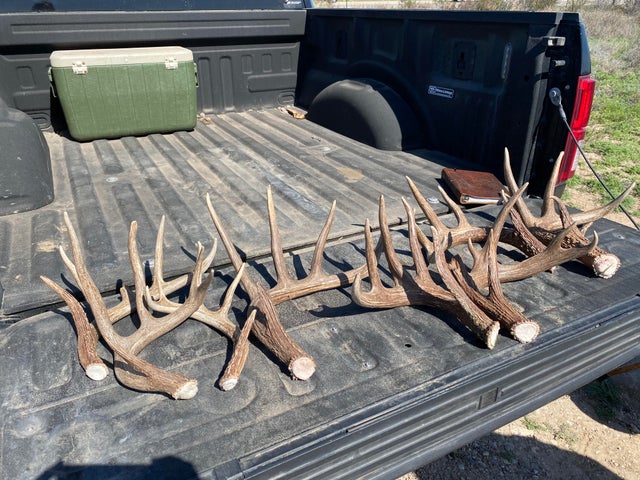 JosephP88668092's tweet photo. A mighty haul. All found in about an hour.🤠🤠
#rothirsch #wildlife #rotwild #hirsch #reddeer #nature #jagd #hunting #naturfotografie #deer #redstag #stag #natur #hunt #wildtierfotografie #naturephotography #wildlifephotography #cervuselaphus #brunft #jakt #hirschbrunft https://t.co/GZj2mtH0eb