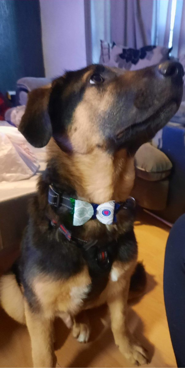 LCbowtique's tweet photo. Storm keeping both his parents happy today. Supporting both teams. #CELRAN #CelticFC #RangersFC #bow ties https://t.co/O2oSntimMl