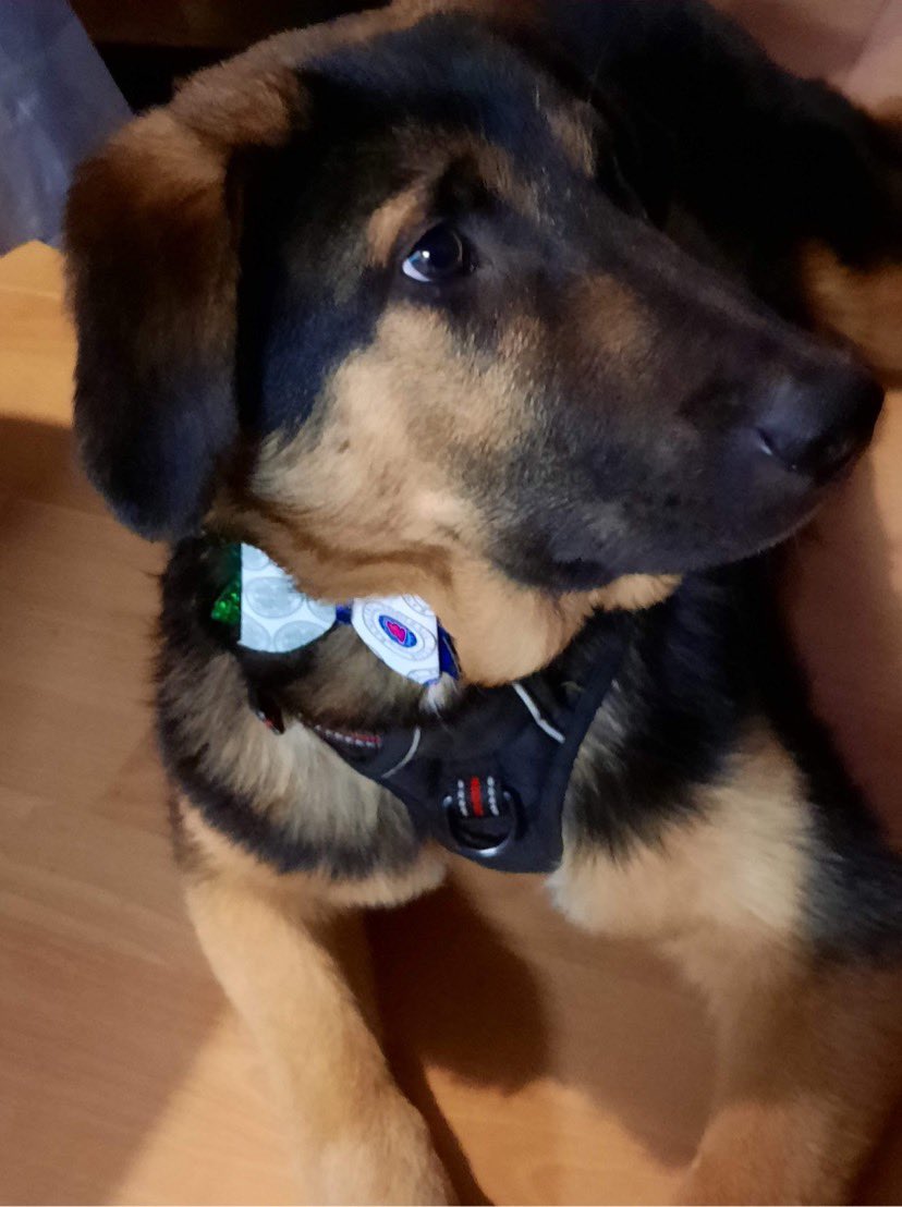 LCbowtique's tweet photo. Storm keeping both his parents happy today. Supporting both teams. #CELRAN #CelticFC #RangersFC #bow ties https://t.co/O2oSntimMl