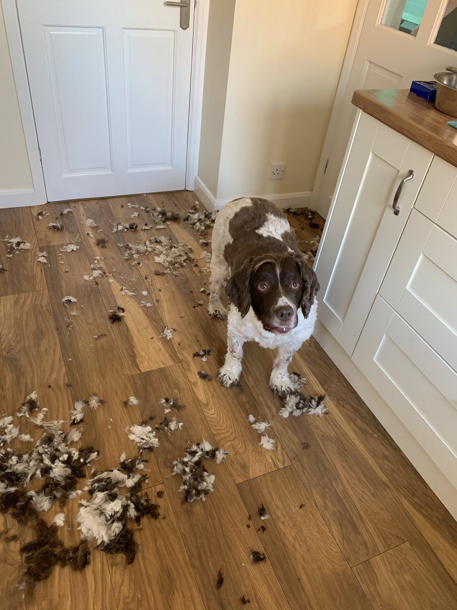 Clara Cluck tweet media