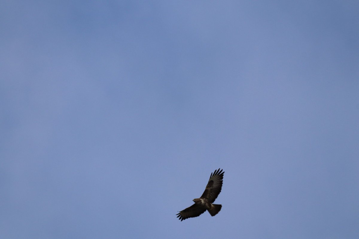NickAPhotos's tweet photo. Few photo's from the garden today! Really need to get a extender for my lens to get more detail on the Hawk. https://t.co/a4UvGnCiwF