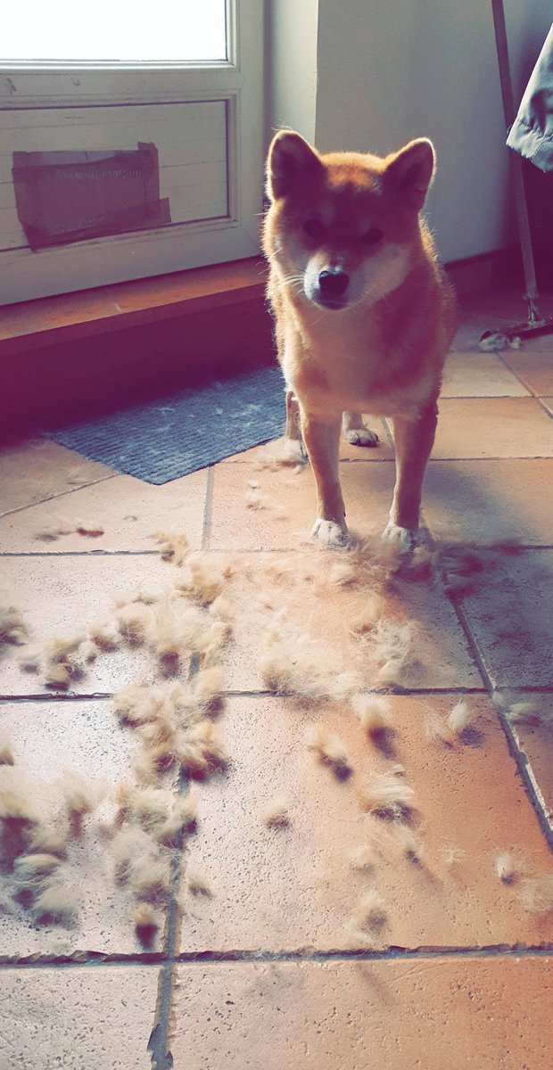 morgan_CSl's tweet photo. Je suis ShibaCoiffeur si vous avez besoin je reste ouvert pendant le confinement. 🦊✂️ https://t.co/wuYR2WFOXT