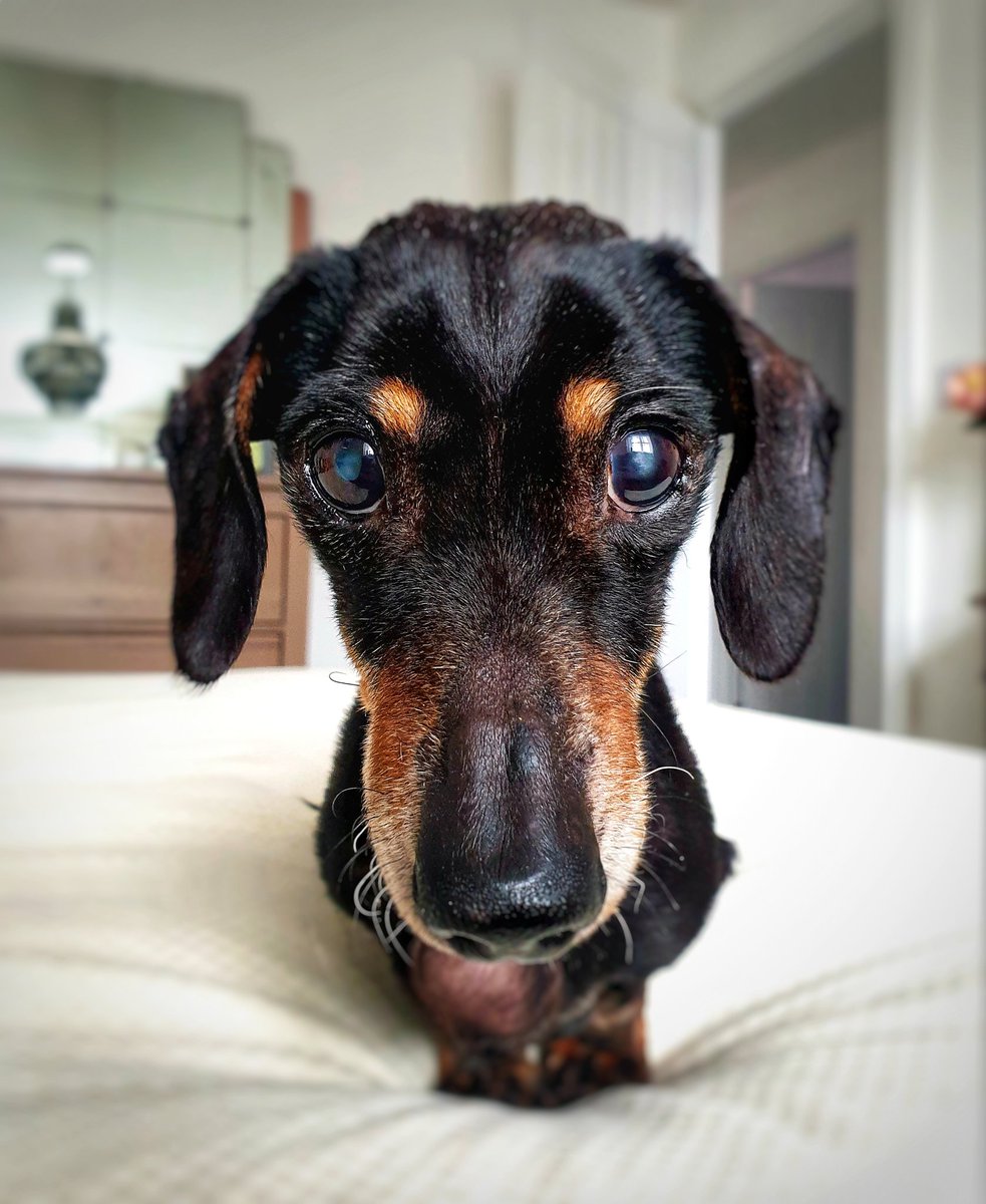 Keepin' it Glossy. ❤
#dachshund #sausagearmy #sausagedog #dachshundoftheday #dachshundlove #teckel #wienerdog #sausagedogcentral #minidachshund #dachshunds #miniaturedachshund #doxielove #weinerdog