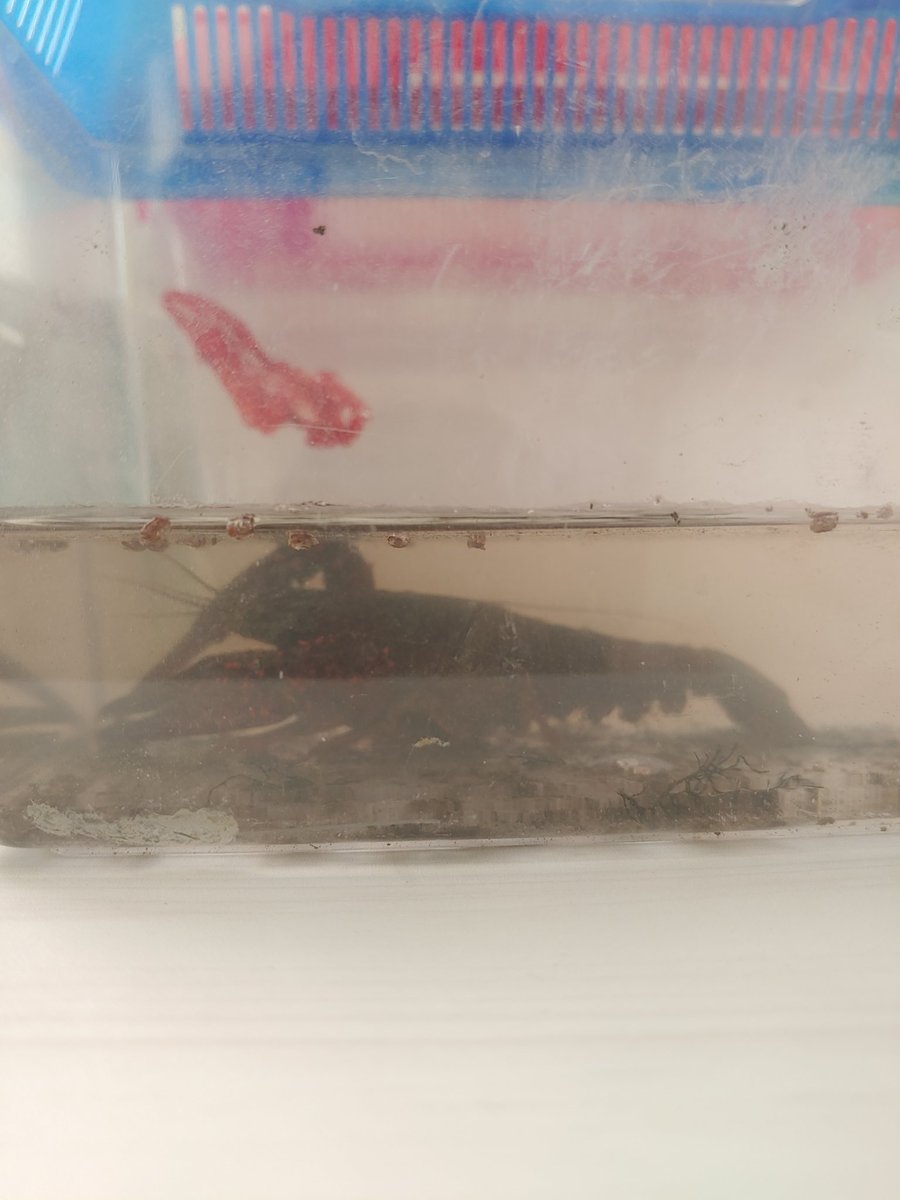 azdc7890's tweet photo. 한국에서 포획된 미국가재
韓国で捕獲されたアメリカザリガニ
red swamp crayfish (Procambarus clarkii) in Korea
#mudhog #redswampcrayfish #invasivespecies #미국가재 #アメリカザリガニ https://t.co/mYxtaLNMYP