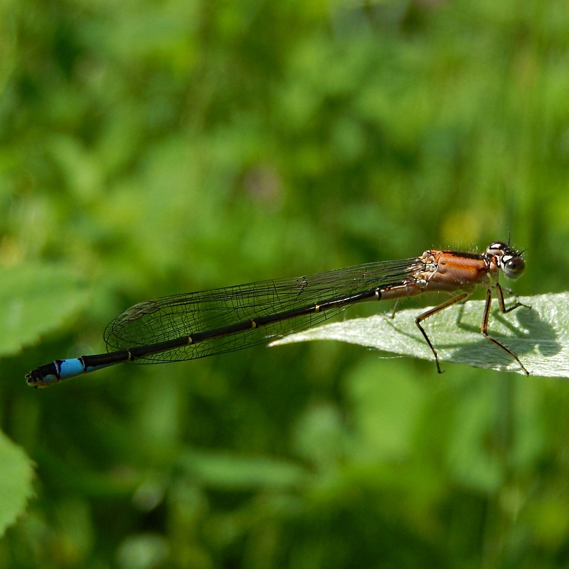 vlinderNL's tweet image. Heel gewoon, maar ook gewoon heel mooi. #lantaarntje #libellente @KatsmanJan