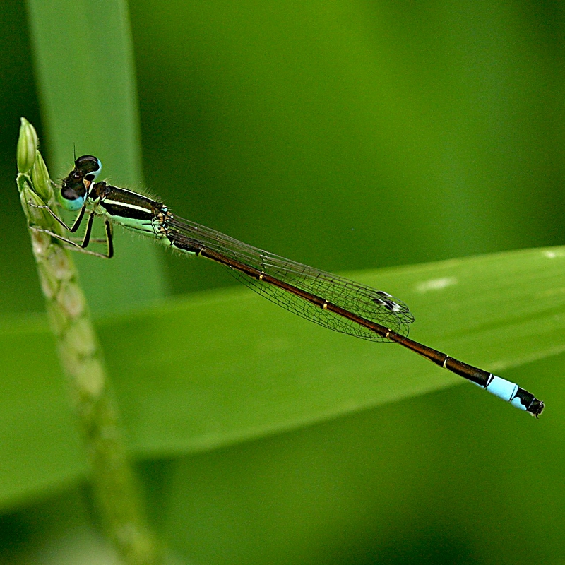 vlinderNL's tweet image. Heel gewoon, maar ook gewoon heel mooi. #lantaarntje #libellente @KatsmanJan