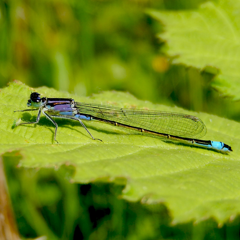 vlinderNL's tweet image. Heel gewoon, maar ook gewoon heel mooi. #lantaarntje #libellente @KatsmanJan