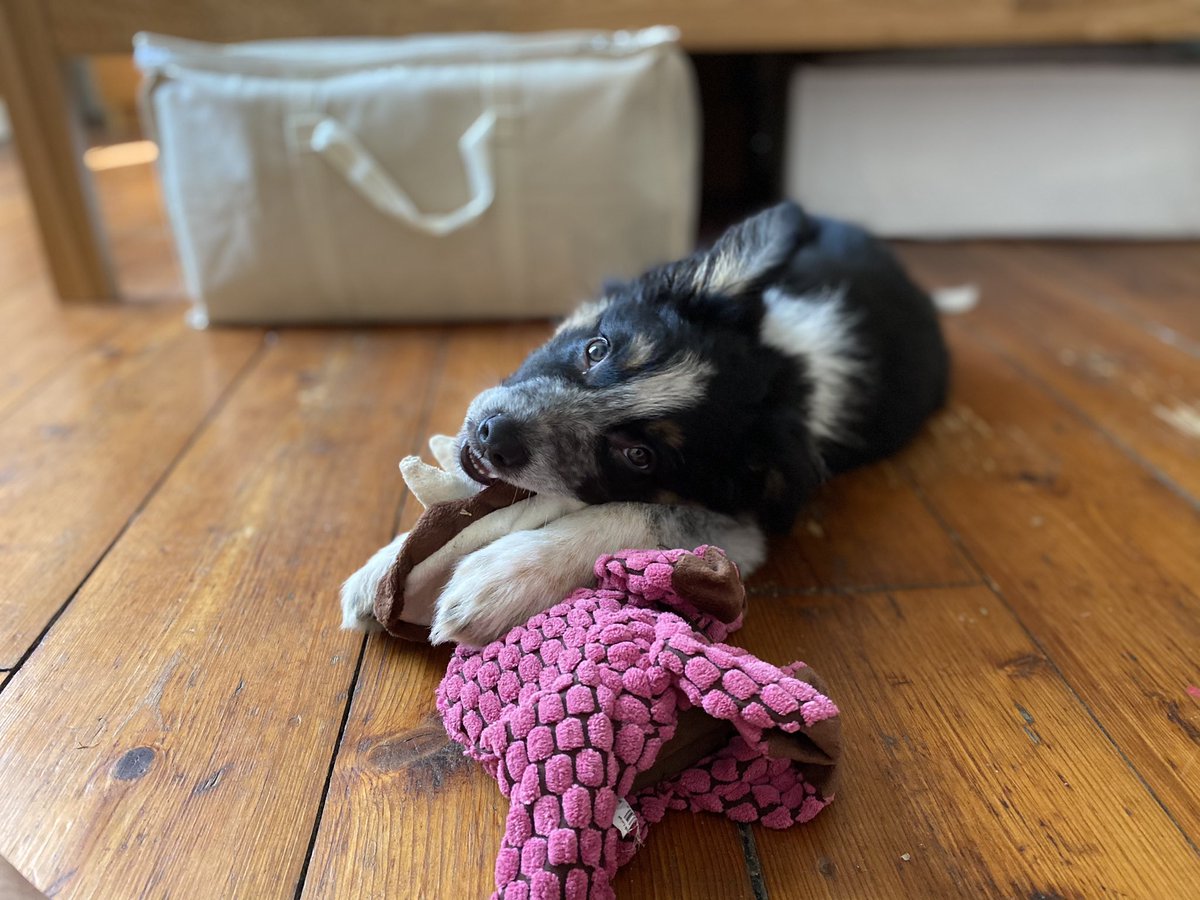 Meet Alfie. The newest member of the family ❤️