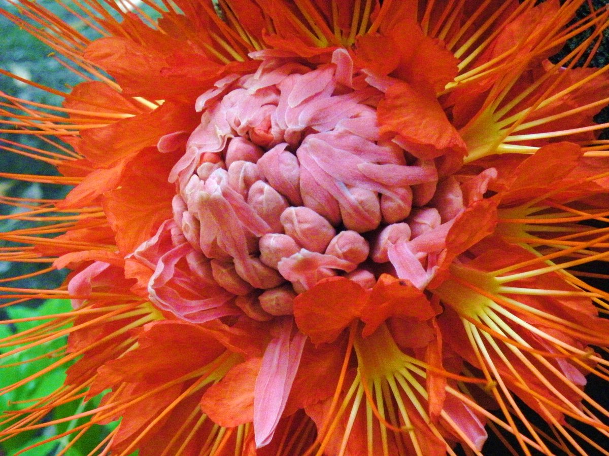 DrBananaGarcia's tweet photo. Do you want to see something cool?
Then enjoy the flowers of the #Brownea tree? 

Gorgeous &amp; very unusual inflorescence growing directly from the trunk of a 20 m tall tree. 

3 first pics by me, taken at Medellín, 2012

#RosaDelMonte #macrophylla #Fabaceae @UNALmedellin https://t.co/RHnYgcNPFs