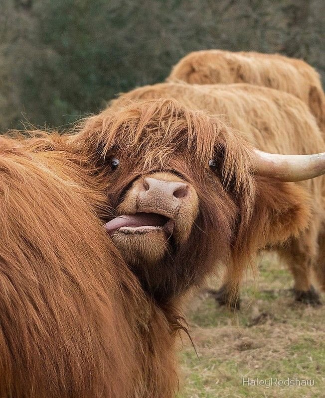 When you can’t quite reach that itch 🤪