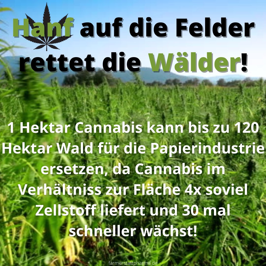 FarmernoPharma's tweet photo. 🌱Die Hanfernte hat mehr als 50.000 nachhaltige Anwendungen und trotzdem wird Papier immer noch  aus Wäldern gemacht.🙄

#TagdesWaldes #merktsmal #Cannabis #Hanf #HanfaufdieFelder #Wald #Papier #Nachhaltigkeit https://t.co/kZeWT1om1v