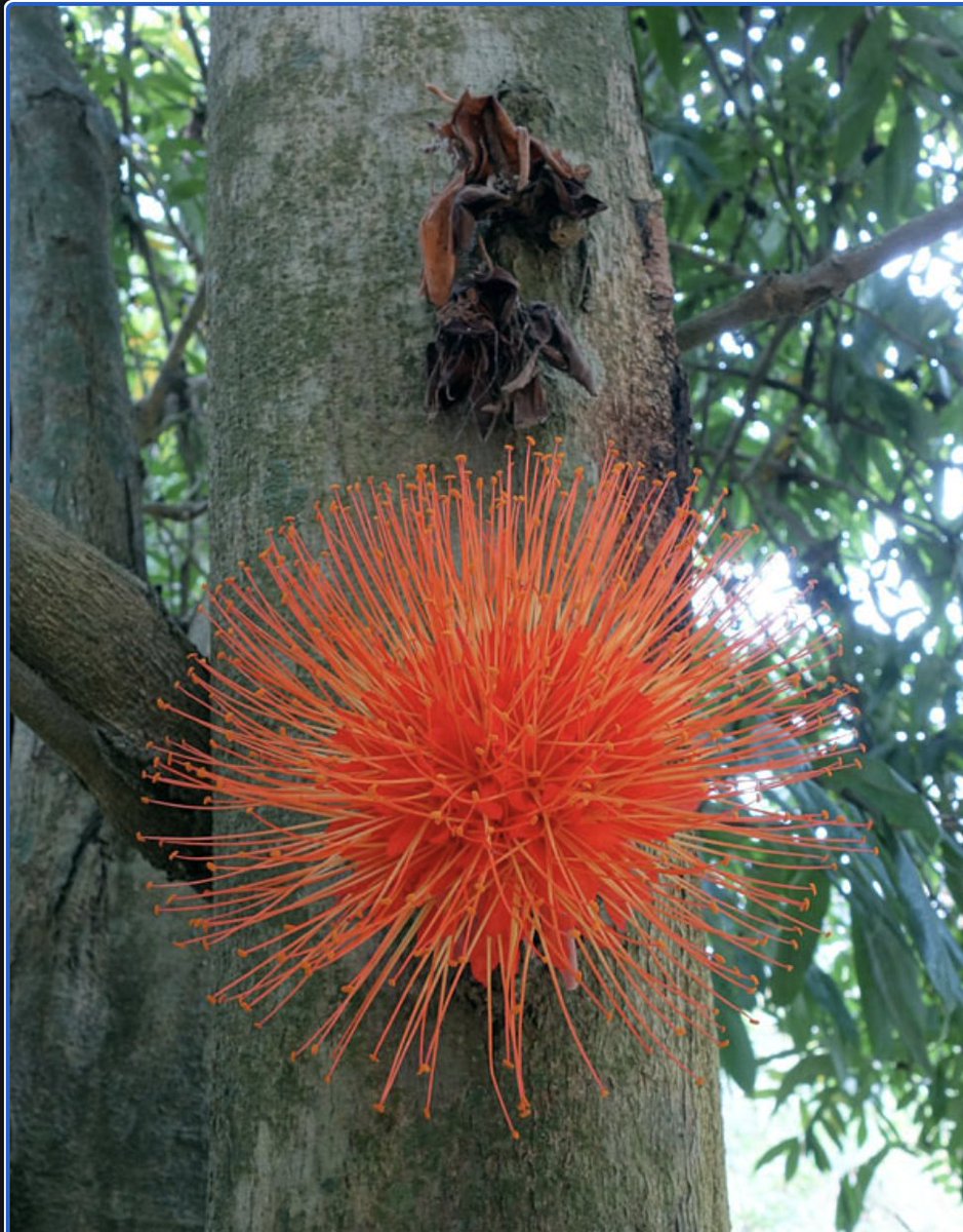 DrBananaGarcia's tweet photo. Do you want to see something cool?
Then enjoy the flowers of the #Brownea tree? 

Gorgeous &amp; very unusual inflorescence growing directly from the trunk of a 20 m tall tree. 

3 first pics by me, taken at Medellín, 2012

#RosaDelMonte #macrophylla #Fabaceae @UNALmedellin https://t.co/RHnYgcNPFs